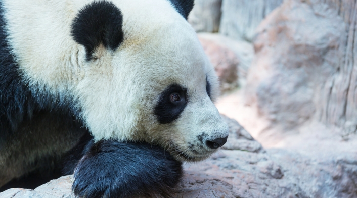 Oso panda