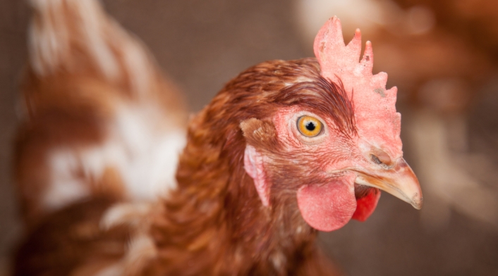 Gallina