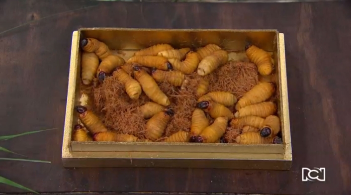 Los gusanos de Master Chef