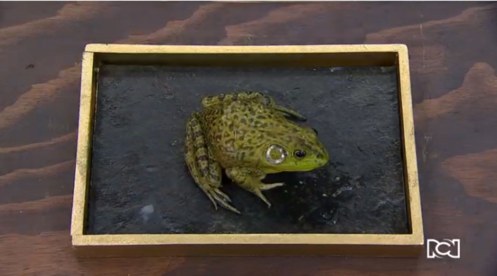 El sapo que probaron las celebridades de Master Chef