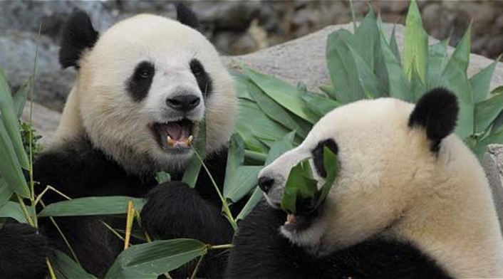 Panda gigante