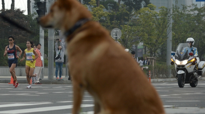 Los perros son incluidos en la dieta de los surcoreanos