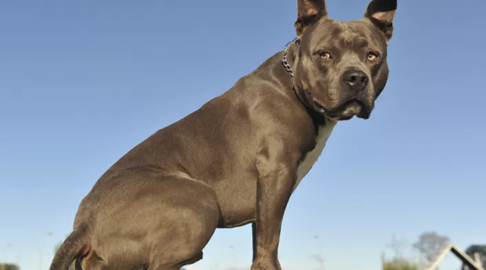 Imagen de referencia de un perro potencialmente peligroso Imagen de referencia de un perro potencialmente peligroso