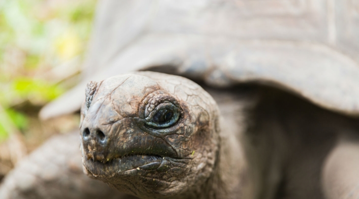 Tortugas, uno de los animales afectados por contaminación en el Océano