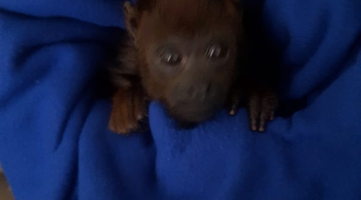 Cachorro de Mono aullador rescatado en Bogotá.