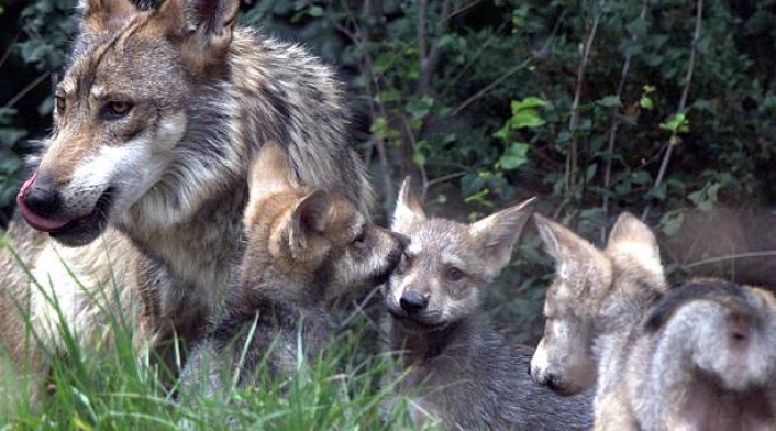 El lobo gris mexicano (Canis lupus baileyi).
