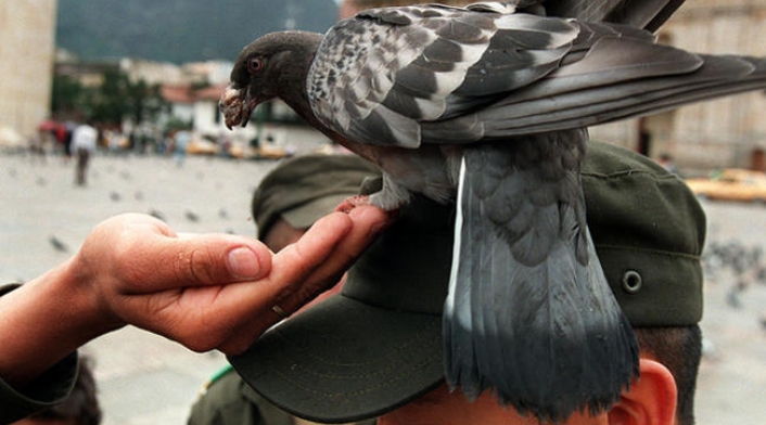 La mayor población de palomas en Bogotá está en la Plaza de Bolívar.