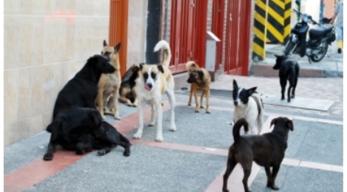 Perros callejeros en Pereira.