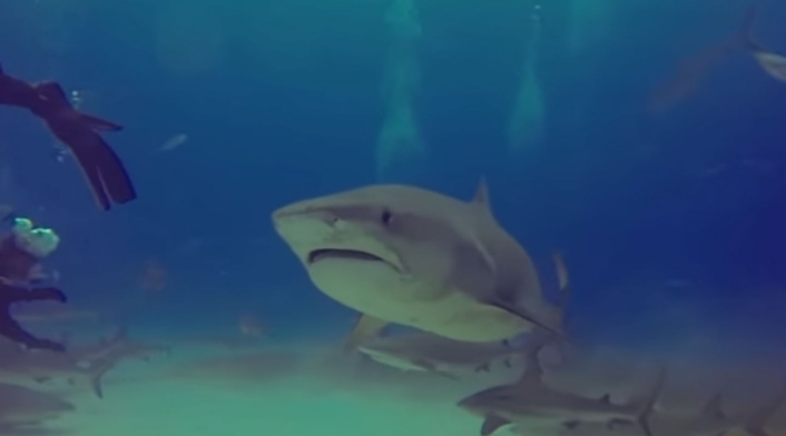 Tiburón estuvo al acechó de un surfista