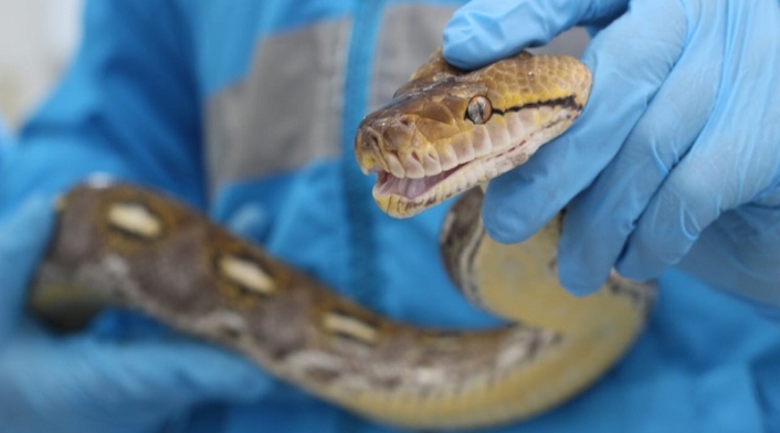 serpiente exótica de la especie Pitón Asiática que se encontraba camuflada en una caja