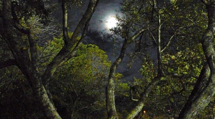 Bosque