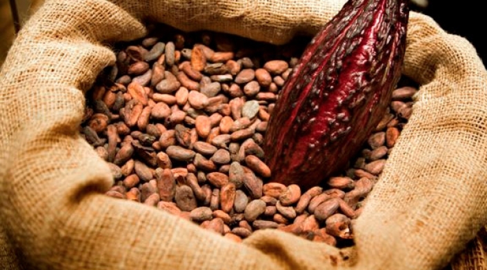 Producción de cacao afectada por las lluvias