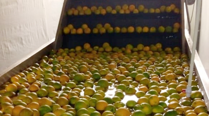 Colombia realizará el primer envío de cítricos a Estados Unidos
