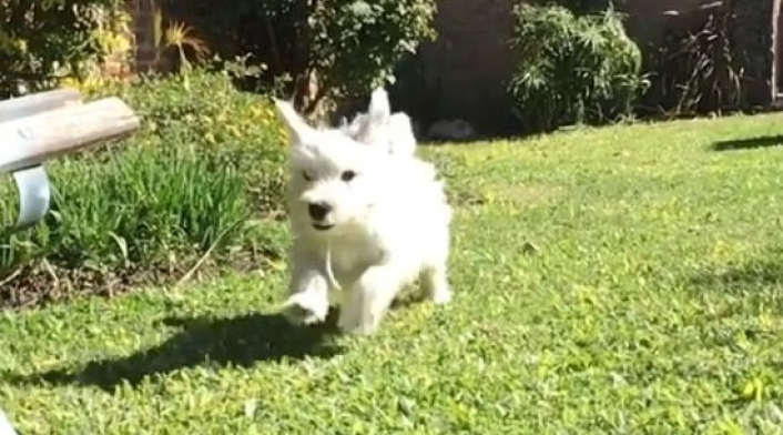 Perro 'Cuco'.
