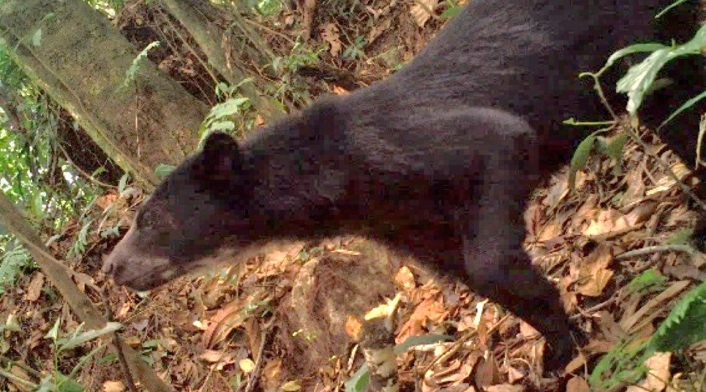 Oso Andino.