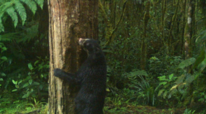 Oso de anteojos.