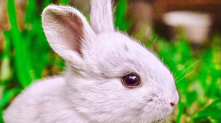 Testeo en animales