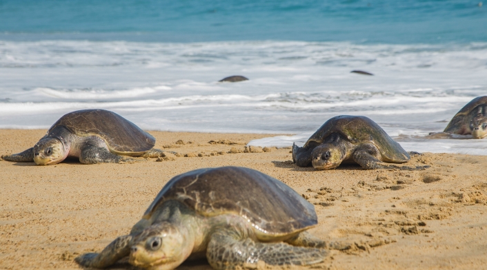 Tortugas