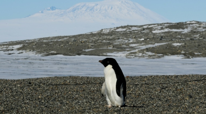 Un pingüino en el Estrecho de McMurdo en la Antártida.