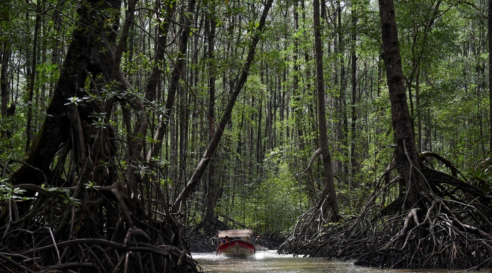Esta es la imagen de los bosques de manglares en Tumaco (Nariño).