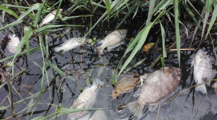 Pescadores los entierran en fosas comunes