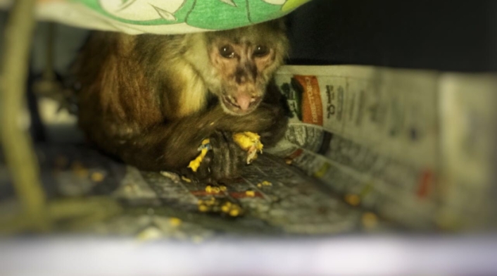El mono langur fue atacado por los seis sujetos.