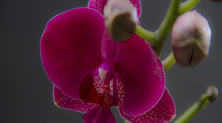 Orquídea Phalaenopsis