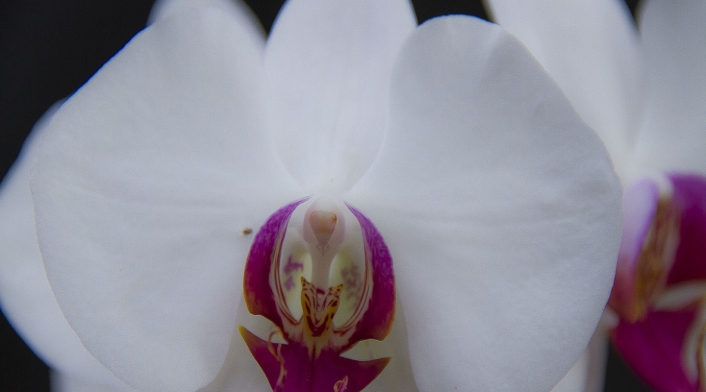 Orquídea Phalaenopsis