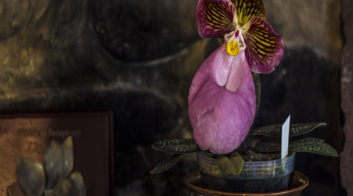 Orquídea Paphiopedilum
