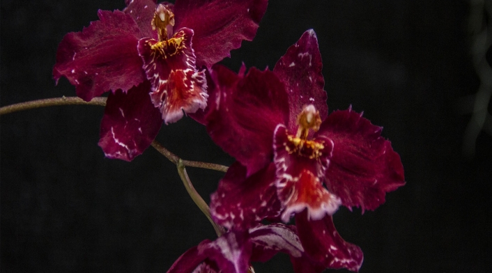Orquídea Odontioda