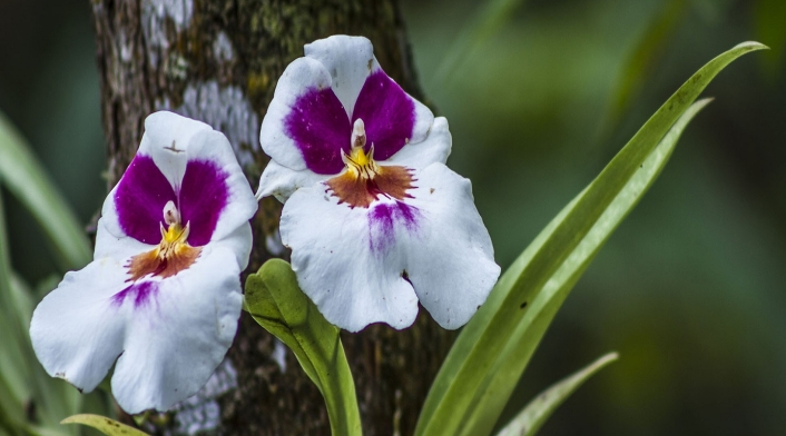 Orquídea Miltoniopsis