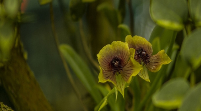 Orquídea Telipogon