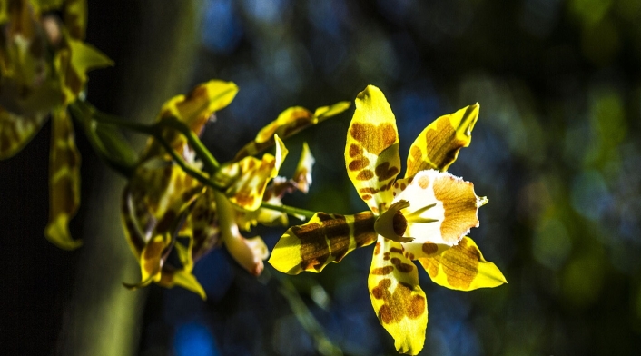 Orquídea Oncidium