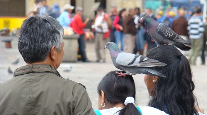 Palomas en la Plaza de Bolívar