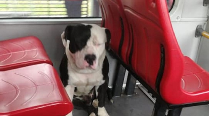 Perro en Transmilenio