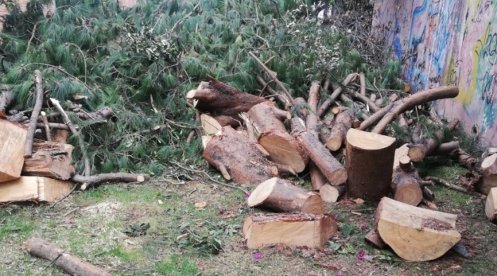 Tala de árboles en Bogotá