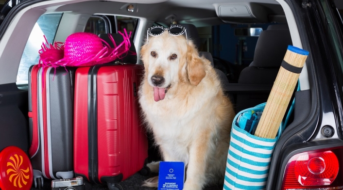 Viajar con la mascota