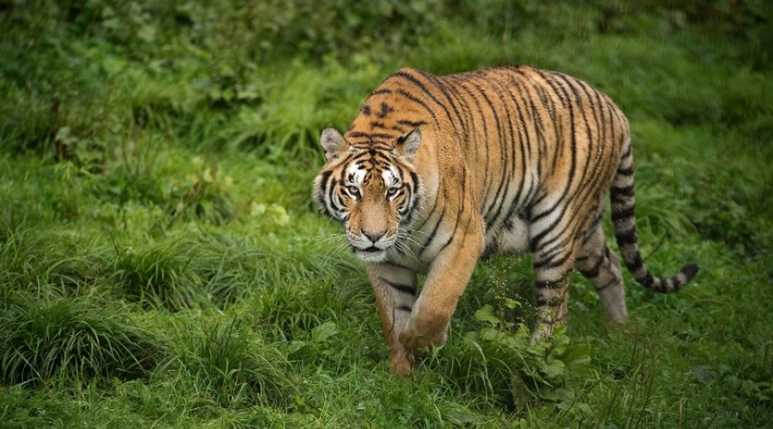 Tigre