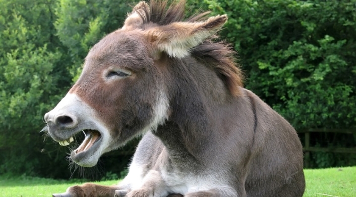 Burro