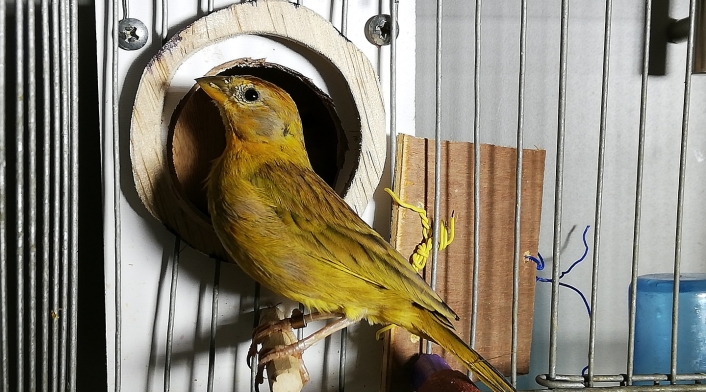 Estos fueron los animales silvestres recuperados por la Secretaria de Ambiente y por la Policía Ambiental. Estos fueron los animales silvestres recuperados por la Secretaria de Ambiente y por la Policía Ambiental.