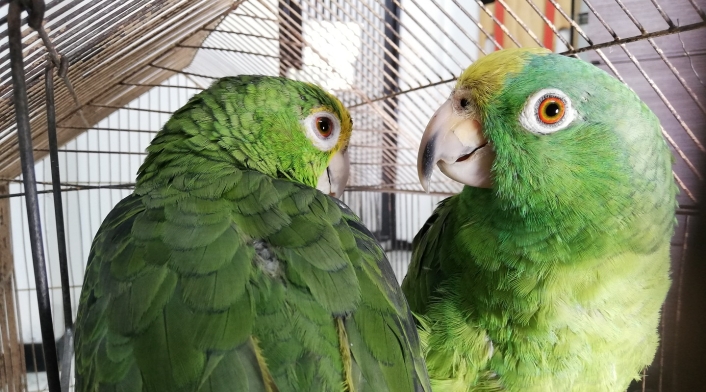 Estos fueron los animales silvestres recuperados por la Secretaria de Ambiente y por la Policía Ambiental.