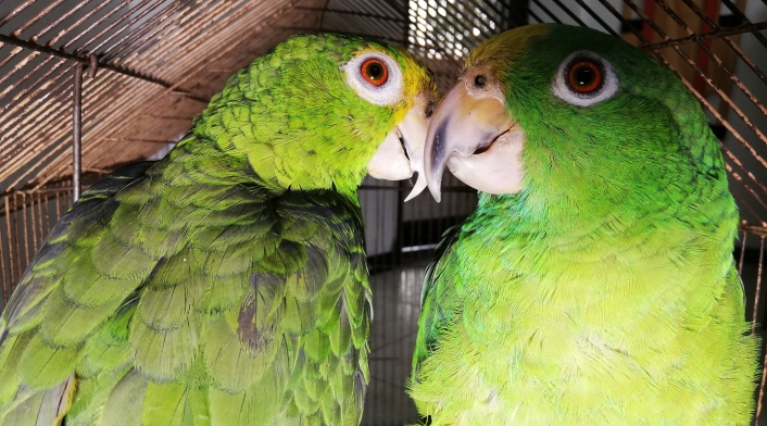 Estos fueron los animales silvestres recuperados por la Secretaria de Ambiente y por la Policía Ambiental.