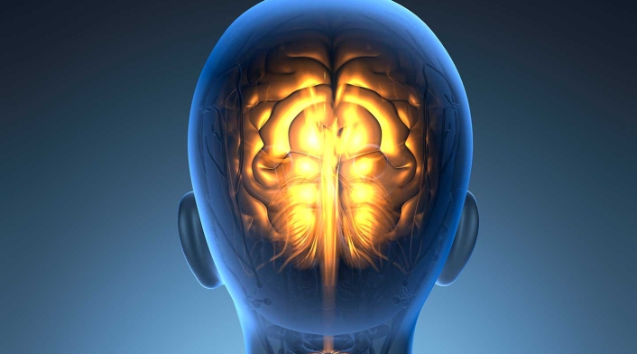 Cerebro humano