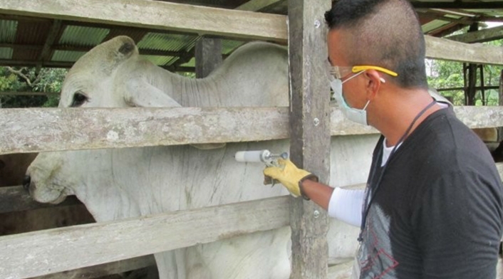 El brote de fiebre aftosa produjo la disminución del consumo interno y el bajo precio de la carne en el mercado local. Fiebre aftosa