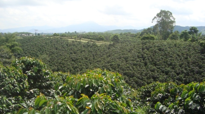 Cultivos de Café