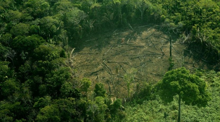 Tala de árboles en la Amazonía
