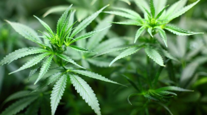 Cultivo Marihuana Los cultivos de marihuana iniciarían el próximo año.
