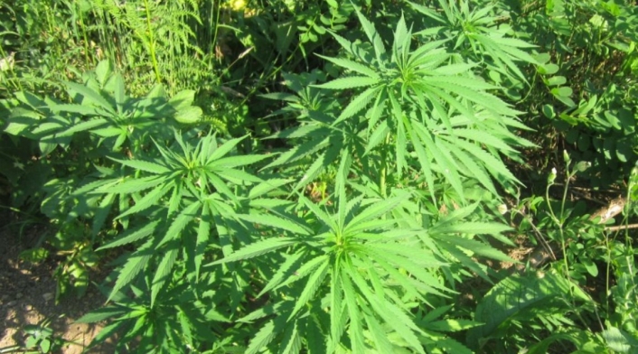 Cannabis