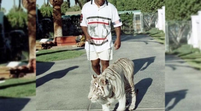 El exboxeador se ha destacado por tener varios tigres blancos de mascota. Según afirmó Tyson durante una entrevista, en solo una ocasión uno de sus tigres lo lastimo y fue sin culpa.