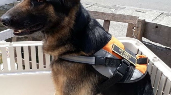 El perro llegará en las próximas horas a Santa Marta.